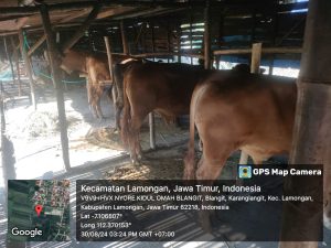 Sapi Bantuan Hibah T.A 2021 Desa Karanglangit Lamongan Masih Ada Hingga Saat Ini