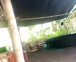 Judi Sabung Ayam Masih Terjadi Terang-Terangan di Desa Garas Nganjuk, Diduga APH Tutup Mata
