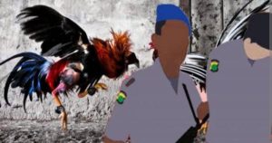 Polres Jember dan Polda Jatim Diduga Bungkam, Dumas Judi Sabung Ayam di Karanganyar dan Sukoreno Tak Digubris